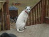 Zizzy-ADOPTED-1.16.11
