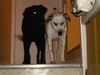 Zizzy-ADOPTED-1.16.11