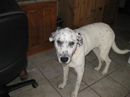 Zizzy-ADOPTED-1.16.11