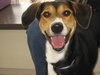 Nova - ADOPTED 11.06.10