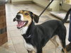 Nova - ADOPTED 11.06.10
