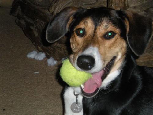 Nova - ADOPTED 11.06.10