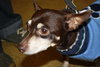 Rosita-ADOPTED - 7.19.11