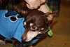 Rosita-ADOPTED - 7.19.11