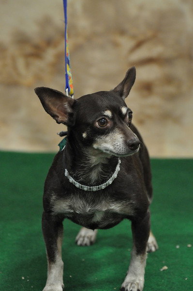 Rosita-ADOPTED - 7.19.11