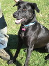 Melody - ADOPTED 12.11.10