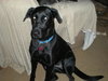 Melody - ADOPTED 12.11.10