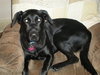 Melody - ADOPTED 12.11.10