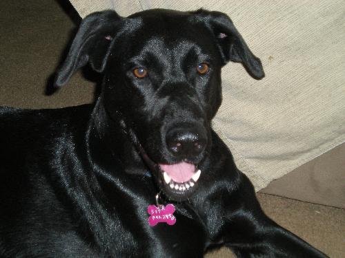 Melody - ADOPTED 12.11.10