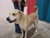 Princess-ADOPTED 01.15.11