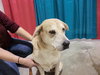 Princess-ADOPTED 01.15.11