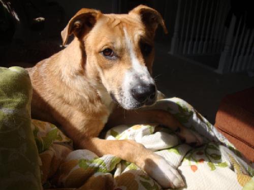 Autumn-ADOPTED-12.17.10