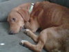 Socks - ADOPTED 10.20.10