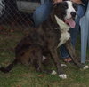 Blake - ADOPTED 04.23.11