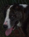 Blake - ADOPTED 04.23.11