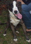 Blake - ADOPTED 04.23.11