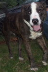 Blake - ADOPTED 04.23.11