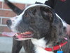Blake - ADOPTED 04.23.11