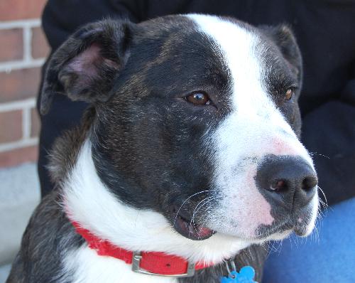 Blake - ADOPTED 04.23.11