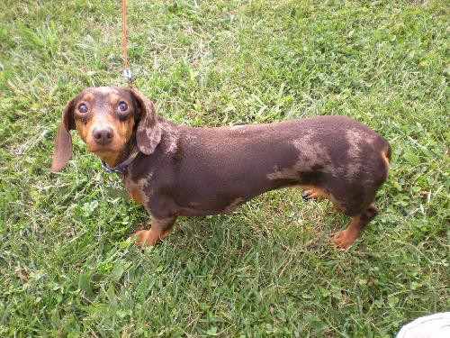 Dolli -ADOPTED
