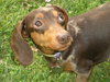 Dolli -ADOPTED