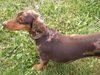 Dolli -ADOPTED