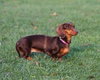 Dolli -ADOPTED