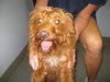 Rusty-ADOPTED-10.30.10