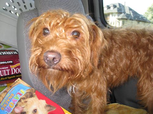 Rusty-ADOPTED-10.30.10