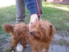 Rusty-ADOPTED-10.30.10