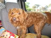 Rusty-ADOPTED-10.30.10