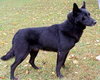 Nubs - ADOPTED 11.12.10
