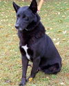 Nubs - ADOPTED 11.12.10