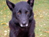 Nubs - ADOPTED 11.12.10