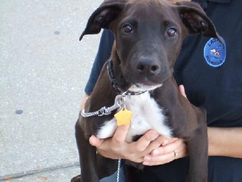 Bob-ADOPTED-11.7.10