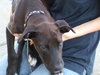 Bob-ADOPTED-11.7.10