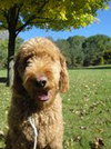 Roman - ADOPTED 10.22.10