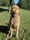 Roman - ADOPTED 10.22.10