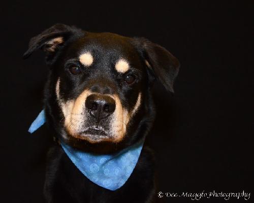 Duke-ADOPTED 05.21.13
