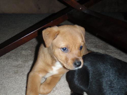 Qa Litter-Brownie-ADOPTED