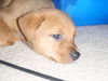 Qa Litter-Brownie-ADOPTED