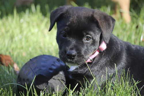 Qa Litter-Roselyn - ADOPTED 10.30.10