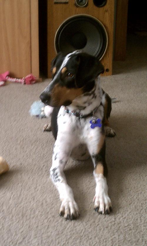 Annabelle-ADOPTED