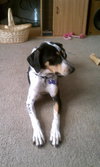 Annabelle-ADOPTED