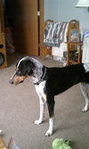 Annabelle-ADOPTED