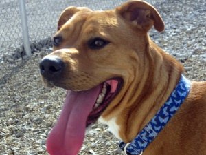 Angel-ADOPTED