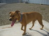 Angel-ADOPTED