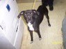 Tinker - ADOPTED 11.06.10