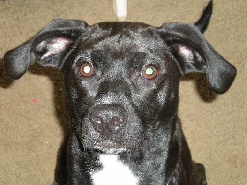 Tinker - ADOPTED 11.06.10