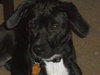 Tinker - ADOPTED 11.06.10